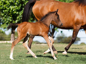 Leader vs Follower Quotes Quot Follow The Leader Quot d