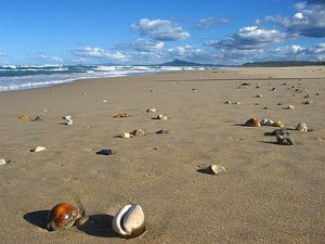 You Are Watching The Shells Picture. See The Wonder Full Worlds Sea ...