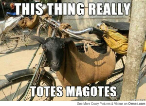 fun image, totes magotes, goat, meme, funny