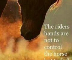 in collection: equestrian quotes