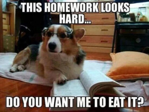 This homework looks hard – dog meme
