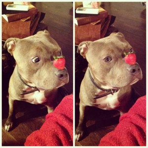 Pitbull Funny Quotes Funny pit bull pictures