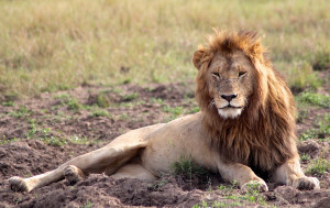 One of the Marsh Pride lions, taken by the author in the Masai Mara,