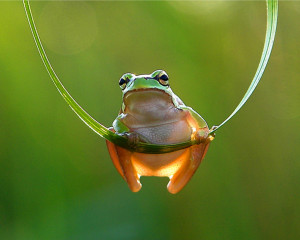 hanging frogs