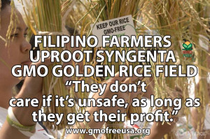 uproot golden rice www.remate.ph/2013/08/bicolano-farmers-uproot ...