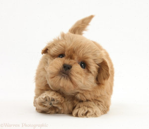 Playful Peekapoo Pup Weeks Old