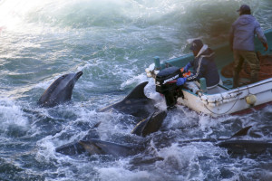 ... Dolphins are caught off Taiji, Wakayama Prefecture, on Saturday. | SEA