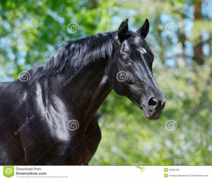 Black Stallion Russian Riding Breed Stock Photography Image