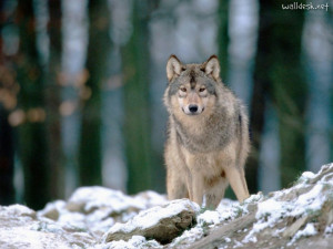 Download photos and images for download as wallpaper Wolf in the Woods
