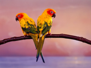 Sun Conure parrots wallpaper