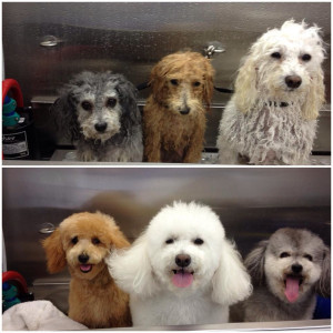 Dogs Getting Cute & Fluffy At The Groomers