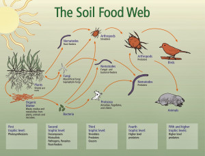 The Soil Food Web image courtesy of the Soil Biology Primer Photo ...