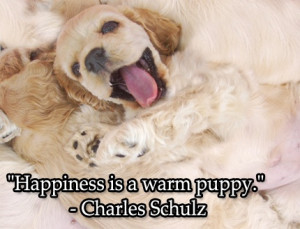 Happiness is a warm #puppy.