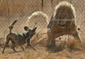 Dog vs Lion Fight