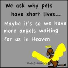 Furry Friend Quotes