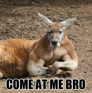 come at me kangaroo