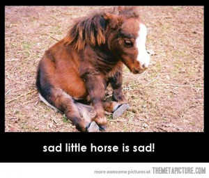 Funny photos funny sad horse cute