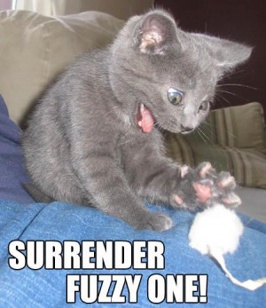 Surrender Cat - This kooky kitten is always trying to take over the ...