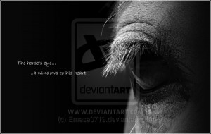 Horse Quote By Sharon Ralls Lemon Picture
