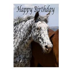 happy_birthday_appaloosa_horse_greeting_card.jpg?height=250&width=250 ...