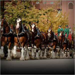 Famous Budweiser Clydesdales Arrive In Toronto (CNW Group/BUDWEISER ...