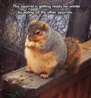 funny-fat-squirrel-forest-eating