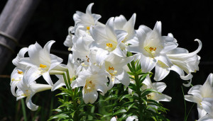 easter lily easter lily flower white easter lily easter lilies easter ...