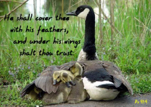 ... ://www.pics22.com/bible-quote-he-shall-cover-tree-with-his-feathers