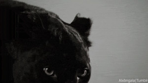 Photos Black Cat Poem Black Panther Cat Black Cat Quotes Black Cat