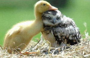 Cute and Funny Unlikely Pet Friends