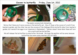 Cocoon Butterfly Poem