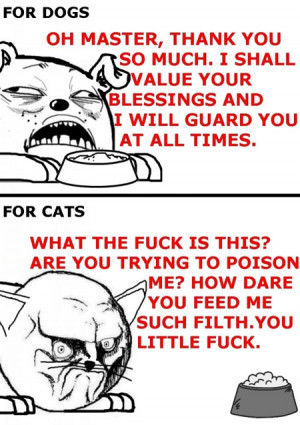 Funny photos funny cat dog food
