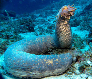 ocean-creatures-sea-cucumber-giant.jpg