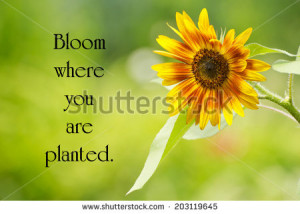 Inspirational quote by Mary Engelbreit with a pretty sunflower in full ...