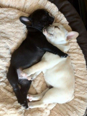 Sleepy Cute Puppies - Return to Funny Animal Pictures Home Page
