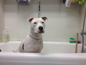 Bath Time Quotes | Deaf dog bath time! Pip is sweet and playful young ...