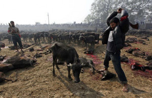 Een buffel wordt onthoofd. Foto Speake up for the voiceless.