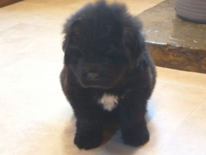 year ago For Sale Dogs Newfoundland Morpeth