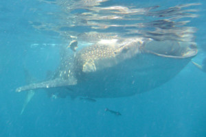Swimming With Whale Sharks...