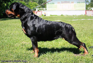 quotes about rottweilers