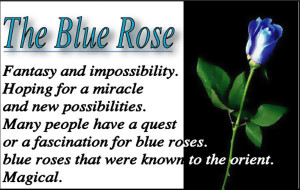 the blue rose photo blue.jpg