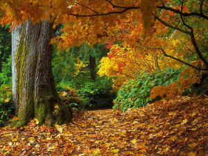 Autumn Forest - scenery wallpaper