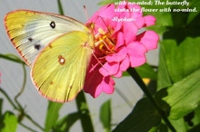 Animals Butterfly butterfly and flower quote spring 138599 list thumb