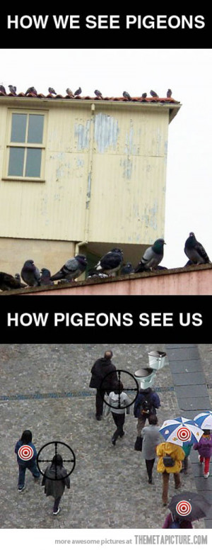 Funny photos funny pigeons roof line