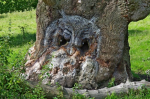 Owl Tree 634x419 Owl tree