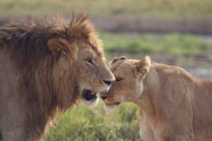 Black Lion And Lioness Love