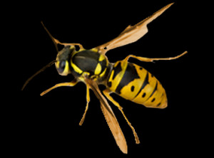 Closeup Wasp Copy Giant Queen