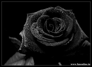 Black Rose with water sprinkled on it