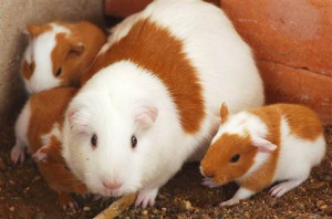 Guinea pigs: Easy-to-pack pets for early European explorers