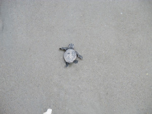 Any sea turtle experts that can identify this little guy?